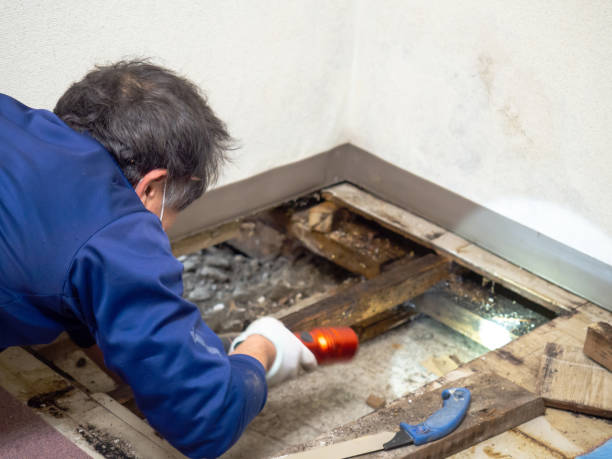 Best Mold Testing  in Royston, GA