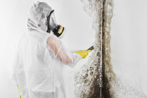Best Certified Mold Removal  in Royston, GA