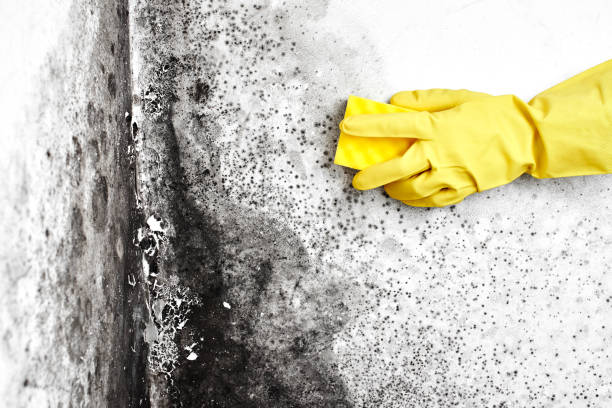 Best Mold Remediation Experts  in Royston, GA