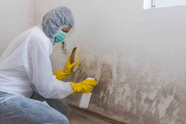 Trusted Royston, GA Mold Removal Experts