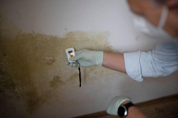 Best Local Mold Removal Service  in Royston, GA