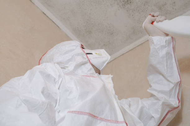 Best Black Mold Removal  in Royston, GA