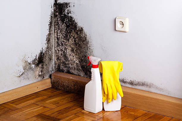 Best Attic Mold Removal  in Royston, GA