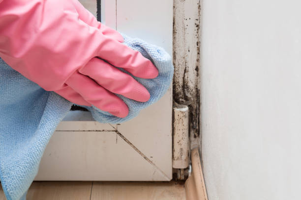 Best Mold Damage Repair  in Royston, GA